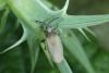 Catoplatus carthusianus